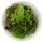 75g Pack Mixed Lettuce